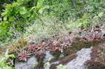 Michaux's saxifrage